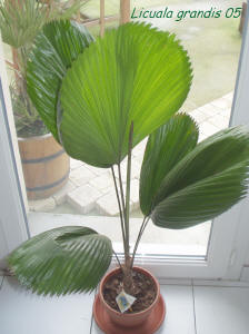 Ruffled fan leaf palm